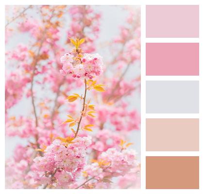 Sakura Flowers Cherry Blossoms Image